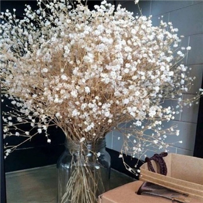 Very nice pictures and avatars of gypsophila in various colors. Do you like the fresh and beautiful flowers?