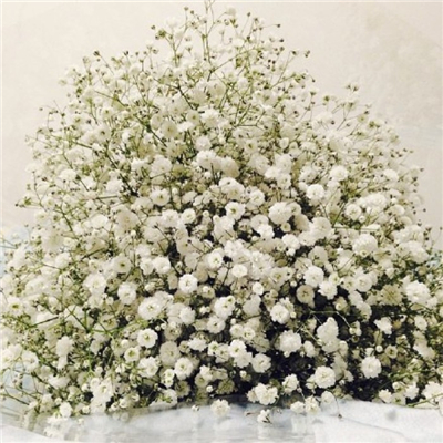 Very nice pictures and avatars of gypsophila in various colors. Do you like the fresh and beautiful flowers?