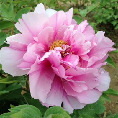 Beautiful and artistic peony flower avatar picture collection 2021 Dreams require you to bear your own tears and taste them yourself