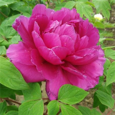 Beautiful and artistic peony flower avatar picture collection 2021 Dreams require you to bear your own tears and taste them yourself