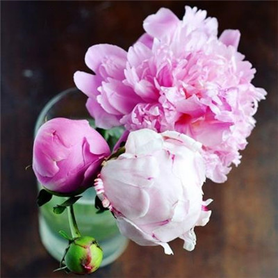 Beautiful and artistic peony flower avatar picture collection 2021 Dreams require you to bear your own tears and taste them yourself