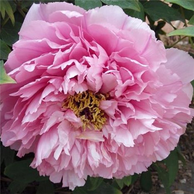 Beautiful and artistic peony flower avatar picture collection 2021 Dreams require you to bear your own tears and taste them yourself