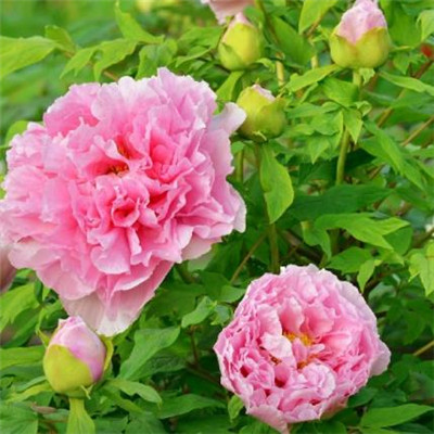 Beautiful and artistic peony flower avatar picture collection 2021 Dreams require you to bear your own tears and taste them yourself