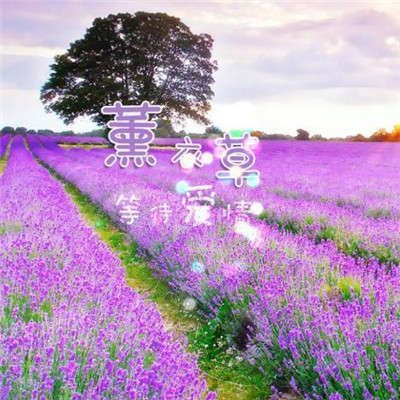 Beautiful and artistic lavender QQ avatar 2021 selection of sad tunes composed by lavender