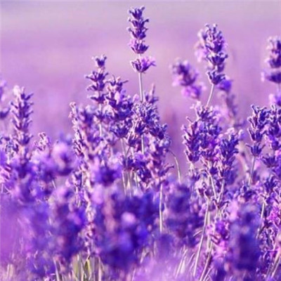 Beautiful and artistic lavender QQ avatar 2021 selection of sad tunes composed by lavender