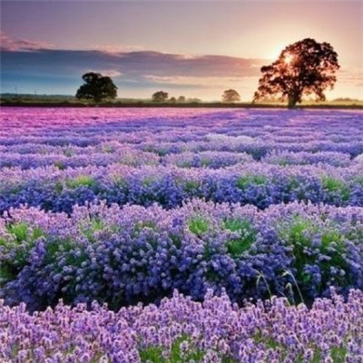 Beautiful and artistic lavender QQ avatar 2021 selection of sad tunes composed by lavender