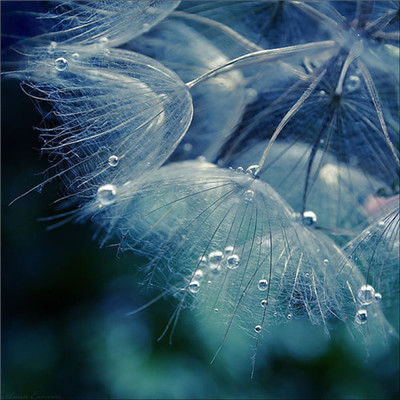 Dandelion avatar 2021 pictures are beautiful and artistic. You look like my next boyfriend.