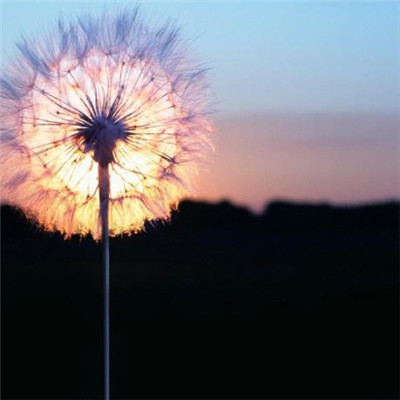 Dandelion avatar 2021 pictures are beautiful and artistic. You look like my next boyfriend.