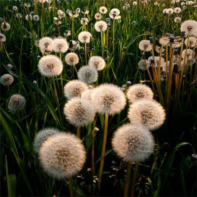 Dandelion avatar 2021 pictures are beautiful and artistic. You look like my next boyfriend.