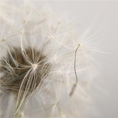 Dandelion avatar 2021 pictures are beautiful and artistic. You look like my next boyfriend.