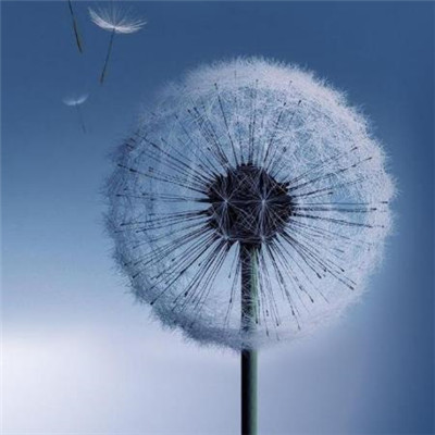 Dandelion avatar 2021 pictures are beautiful and artistic. You look like my next boyfriend.