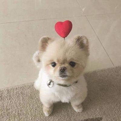 2021 WeChat Animal Avatar Collection Cute Dogs We know how to hurt but not love