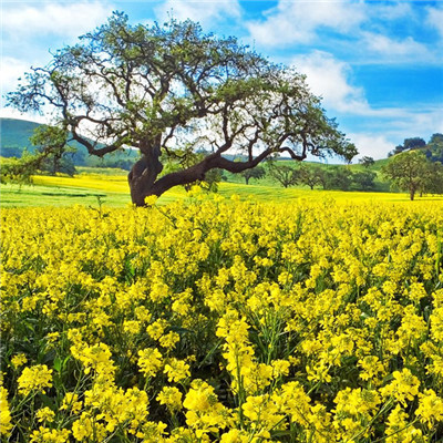 微信头像-2021年招财微信头像图片风景 有财气又吉利的微信头像图片(3)