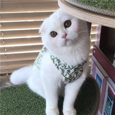 2021 Lucky WeChat Avatar Cat Avatar Cat Avatar Pictures Lucky and Lucky