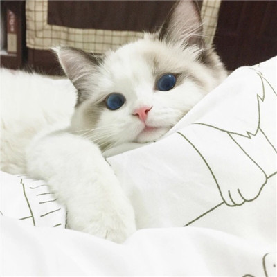 2021 Lucky WeChat Avatar Cat Avatar Cat Avatar Pictures Lucky and Lucky