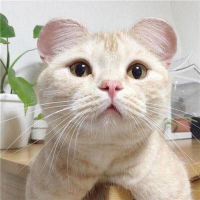 2021 Lucky WeChat Avatar Cat Avatar Cat Avatar Pictures Lucky and Lucky