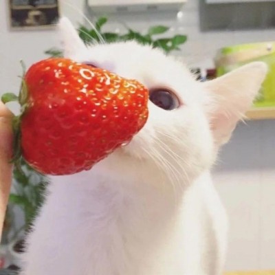 Cute cat avatar cute HD 2021 WeChat cute pet avatar cat cute