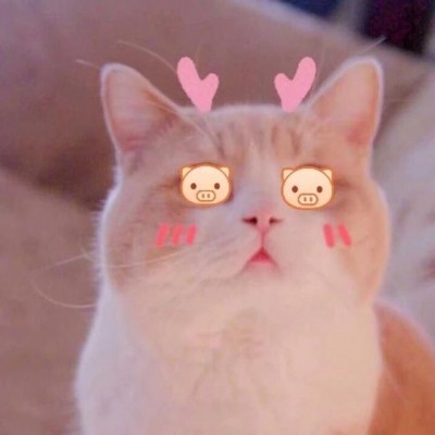 Cute cat avatar cute HD 2021 WeChat cute pet avatar cat cute