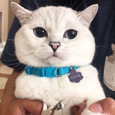 Cute and Funny Cat WeChat Avatar 2020 I hope you have me in your eyes when I look up