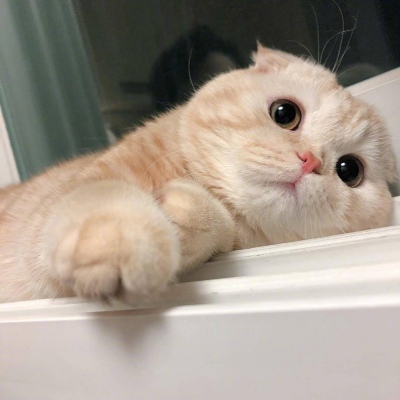 Cute animal cat avatars that make girls feel cute. It makes sense that no one will be sad at night.