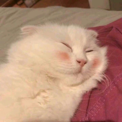 Cute animal cat avatars that make girls feel cute. It makes sense that no one will be sad at night.