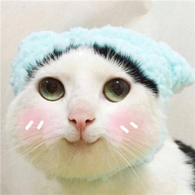 2021 Super cute cat showing cute avatar with only a desire for truth