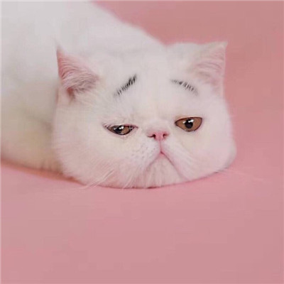 2021 Super cute cat showing cute avatar with only a desire for truth
