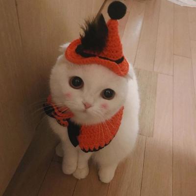 A collection of pictures of cute cats showing off their cute avatars. Please dont be fooled by the cuteness when you meet them for the first time.