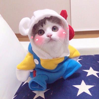A collection of pictures of cute cats showing off their cute avatars. Please dont be fooled by the cuteness when you meet them for the first time.