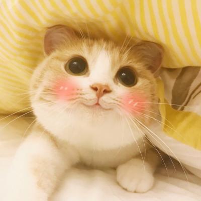 A collection of the most popular cute and adorable kitten avatars in 2021. Do you want to accept this sweet trouble from me?