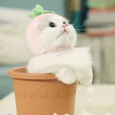 A collection of the most popular cute and adorable kitten avatars in 2021. Do you want to accept this sweet trouble from me?