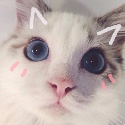 The latest collection of cute cat avatars in high definition, funny during the day and depressed at night
