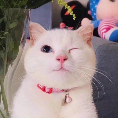 The latest collection of cute cat avatars in high definition, funny during the day and depressed at night