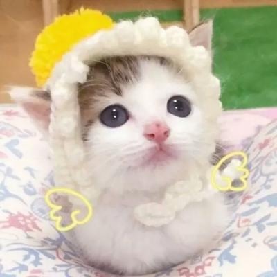 A collection of HD avatars of cute little kittens. Know how to be grateful and live up to the encounter