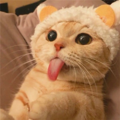 WeChat cat avatars are cute and cute. The most popular kitten avatars in 2020