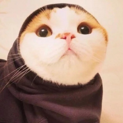 A collection of cute and funny qq avatars of cats, white, fat and full of hope