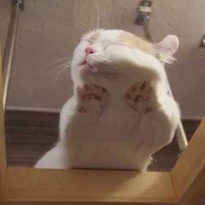 A collection of cute and funny qq avatars of cats, white, fat and full of hope