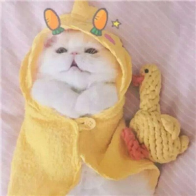 A collection of cute and funny qq avatars of cats, white, fat and full of hope