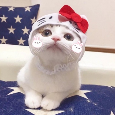 A collection of cute and funny qq avatars of cats, white, fat and full of hope