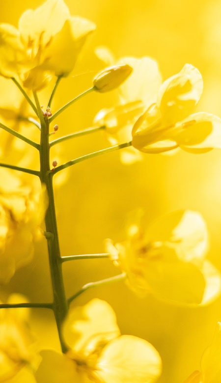 A very gentle and warm yellow mobile phone wallpaper that can cure your unhappiness. Warm wallpaper