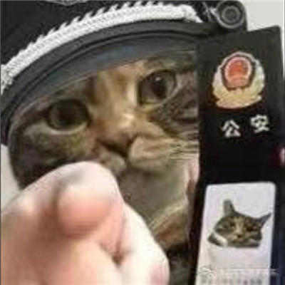 A complete collection of funny expressions of the kitty policeman. Dont come close, you will go to jail.