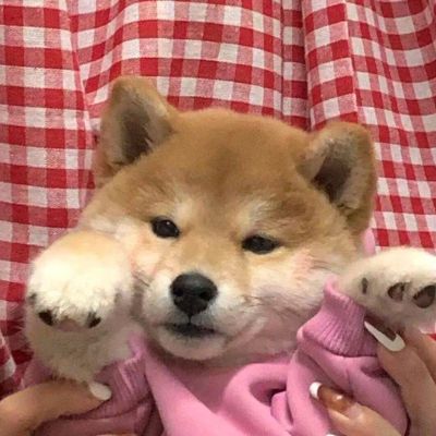 The latest collection of super cute and cute Shiba Inu avatars. Actions and attitudes are the answers.