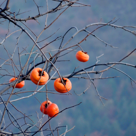 A collection of the latest and most beautiful autumn persimmon pictures in 2021. Real, beautiful and personalized autumn persimmon materials in 2021.