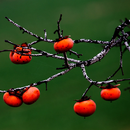 A collection of the latest and most beautiful autumn persimmon pictures in 2021. Real, beautiful and personalized autumn persimmon materials in 2021.