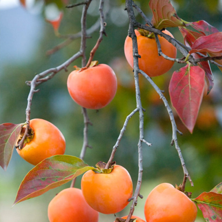 A collection of the latest and most beautiful autumn persimmon pictures in 2021. Real, beautiful and personalized autumn persimmon materials in 2021.