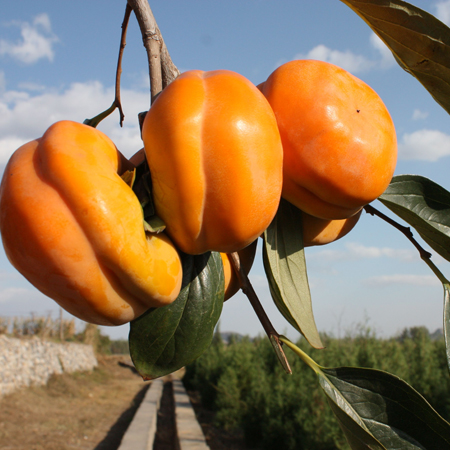 A collection of the latest and most beautiful autumn persimmon pictures in 2021. Real, beautiful and personalized autumn persimmon materials in 2021.