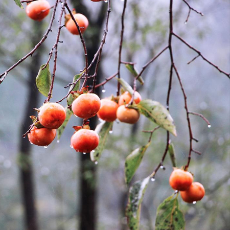 A collection of the latest and most beautiful autumn persimmon pictures in 2021. Real, beautiful and personalized autumn persimmon materials in 2021.