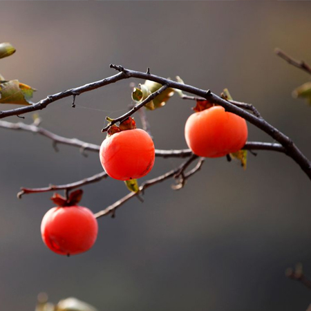 A collection of the latest and most beautiful autumn persimmon pictures in 2021. Real, beautiful and personalized autumn persimmon materials in 2021.