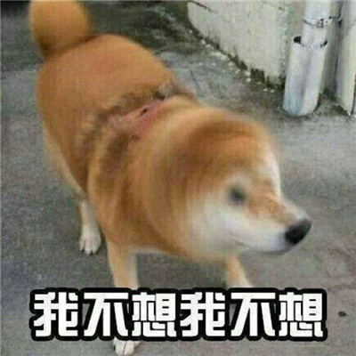 Funny Shiba Inu I wont go series chat emoticons I wont go I wont go chat emoticons