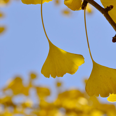 Very comfortable and beautiful pictures of ginkgo trees in early winter. In late autumn, the sky becomes gentle and whispers to the ginkgo trees.